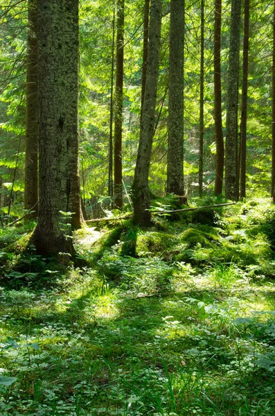 Skog – stockfoto