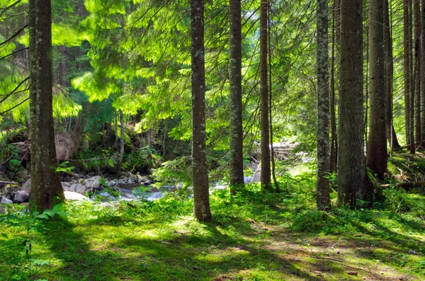 Grön skog — Stockfoto