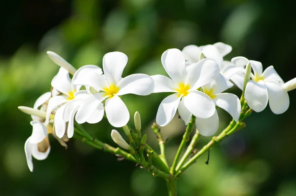 Plumeria λευκά λουλούδια — Φωτογραφία Αρχείου