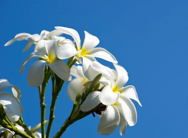 Flores de Plumeria Blanca —  Fotos de Stock