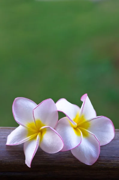 Flores — Foto de Stock