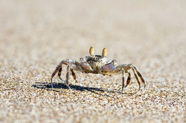 Krabben — Stockfoto