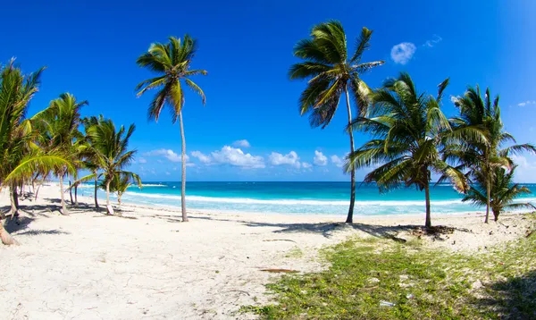 Tropical beach — Stock Photo, Image