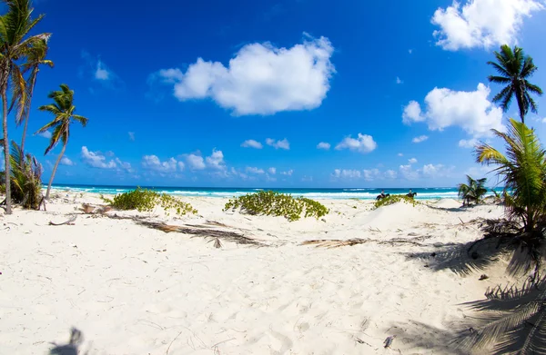 Tropical beach — Stock Photo, Image