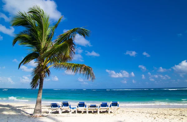 Plaj sandalyeleri palmiye altında — Stok fotoğraf