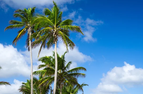 Palm tree — Stock Photo, Image