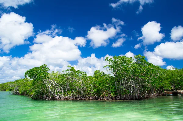 Mangrove trees — Stock Photo, Image