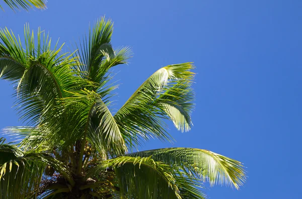 Palmera — Foto de Stock