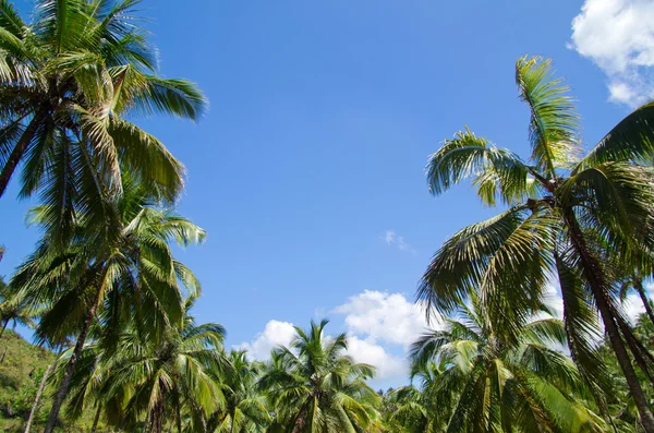 Palme — Stockfoto