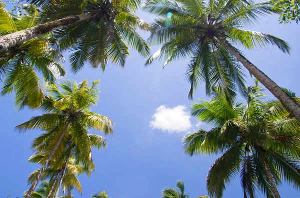 Palm tree — Stock Photo, Image