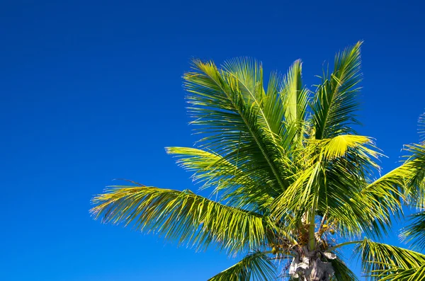 Palmboom — Stockfoto