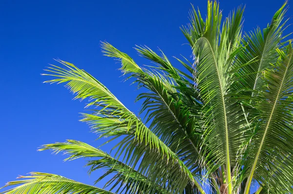 Palmera — Foto de Stock