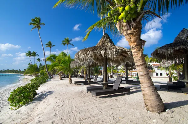 Beach chairs under palm — Stock Photo, Image