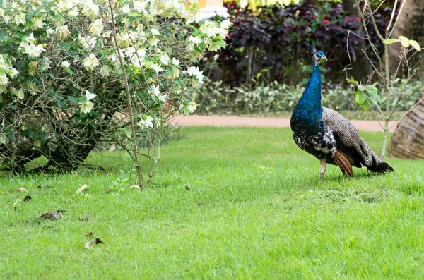 Pfau — Stockfoto