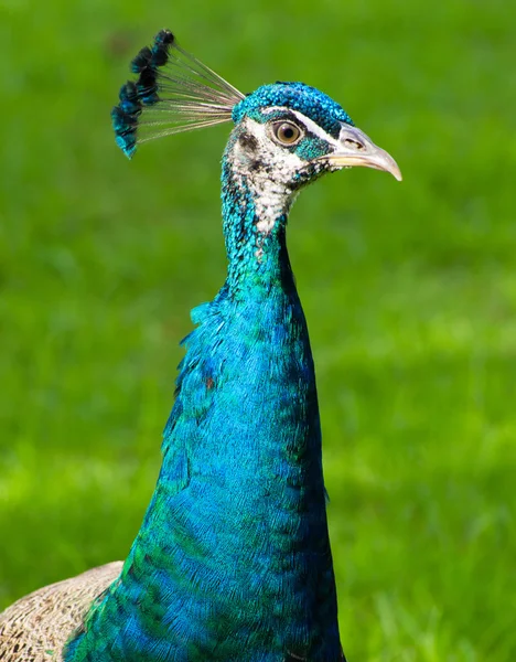 Pavo real — Foto de Stock