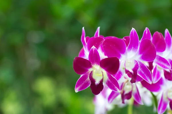 Orquídea — Fotografia de Stock