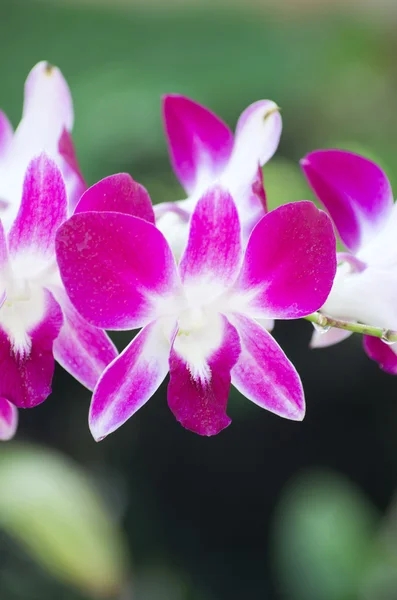 Orchidee — Stockfoto