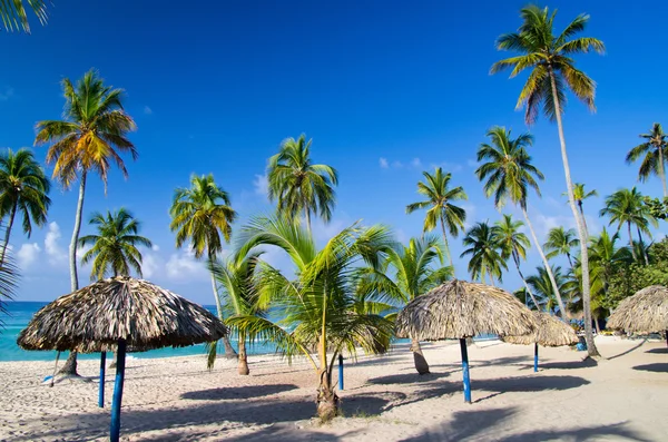 Beach chairs under palm — Stock Photo, Image