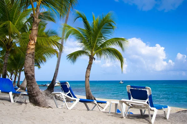 Sillas de playa bajo la palma — Foto de Stock