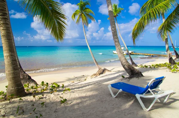 Beach chairs under palm — Stock Photo, Image