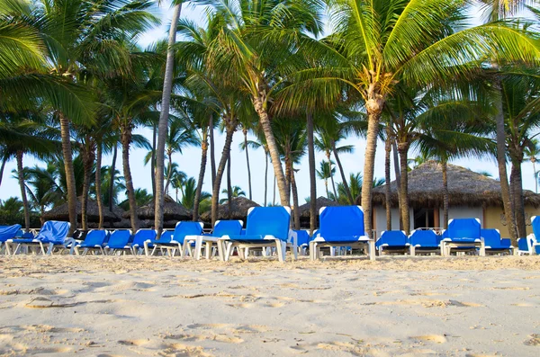 Plaj sandalyeleri palmiye altında — Stok fotoğraf