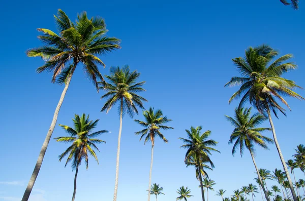 Palm tree — Stock Photo, Image