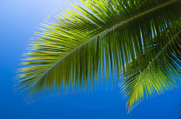 Palm tree — Stock Photo, Image