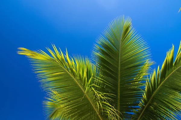 Palmboom — Stockfoto