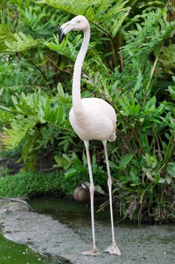 Flamingolar