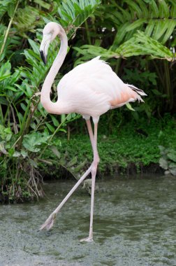 Flamingolar