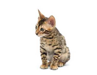 Yavru kedi