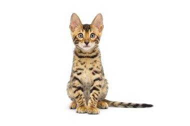 Yavru kedi