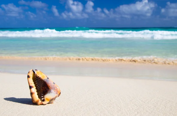 Praia do Caribe — Fotografia de Stock