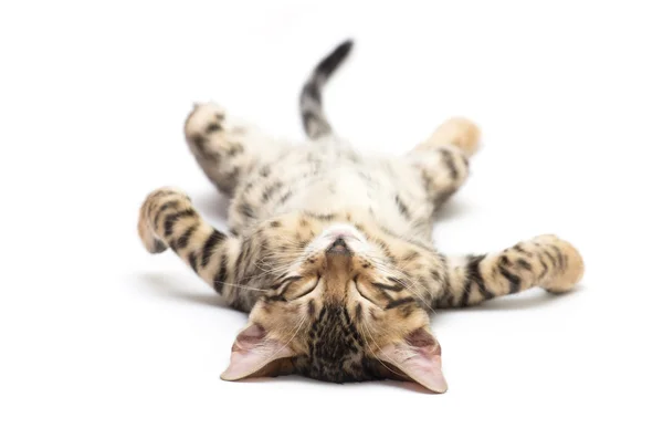 Gato en blanco — Foto de Stock