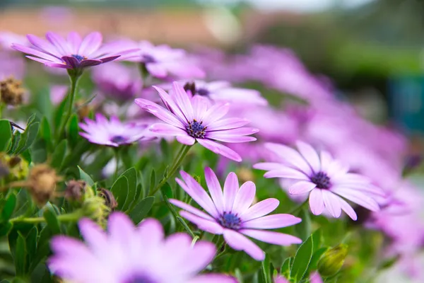 Flores — Foto de Stock