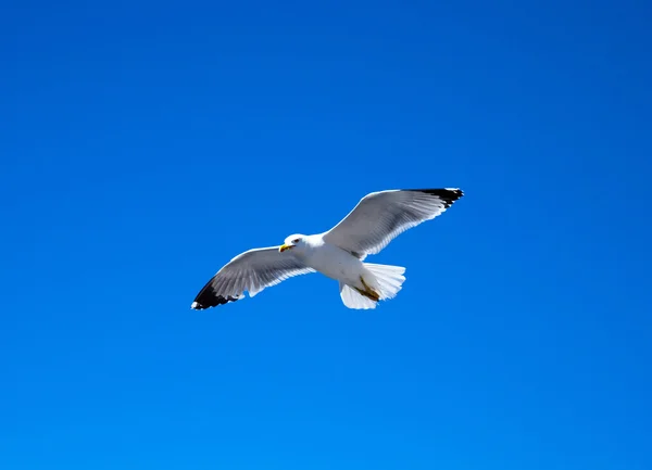 Flock in sky — Stock Photo, Image