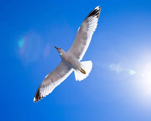 Flock in sky — Stock Photo, Image