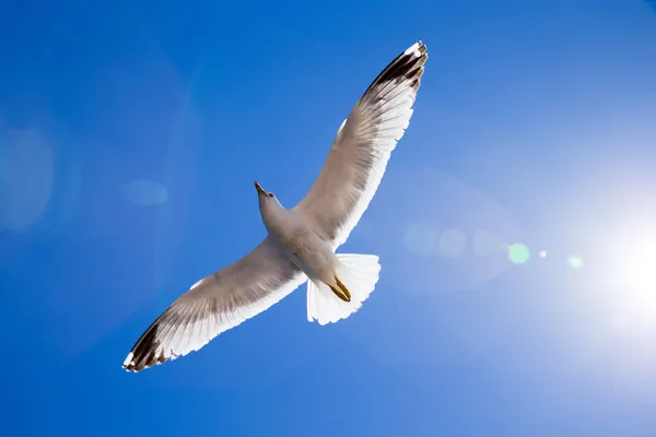 Rebanho no céu — Fotografia de Stock