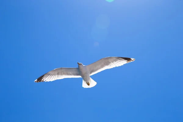 Flockas i himlen — Stockfoto
