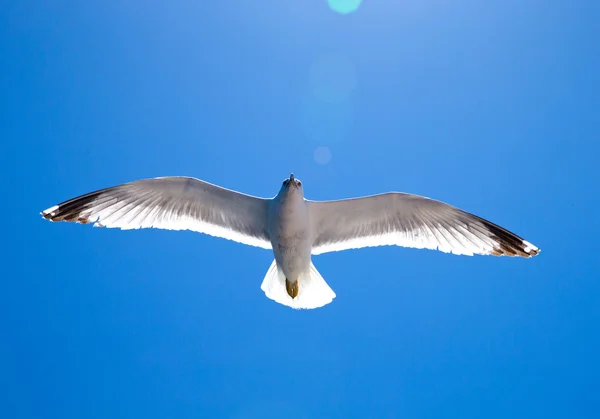 Flock in sky — Stock Photo, Image