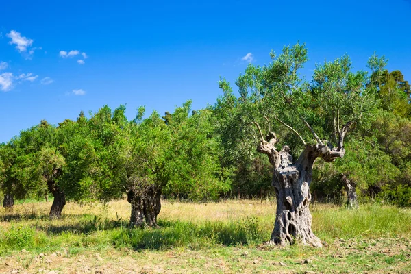 Olivträd — Stockfoto