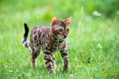 bir çim üzerinde kedi