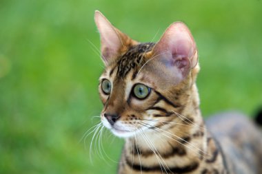 bir çim üzerinde kedi