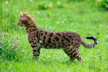 bir çim üzerinde kedi