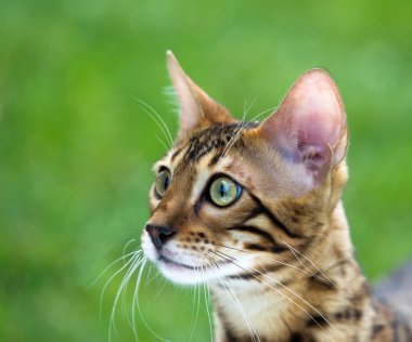 bir çim üzerinde kedi