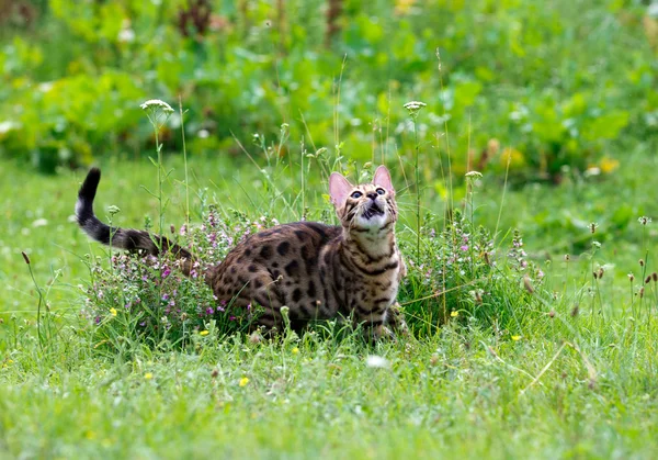 芝生の上の猫 — ストック写真