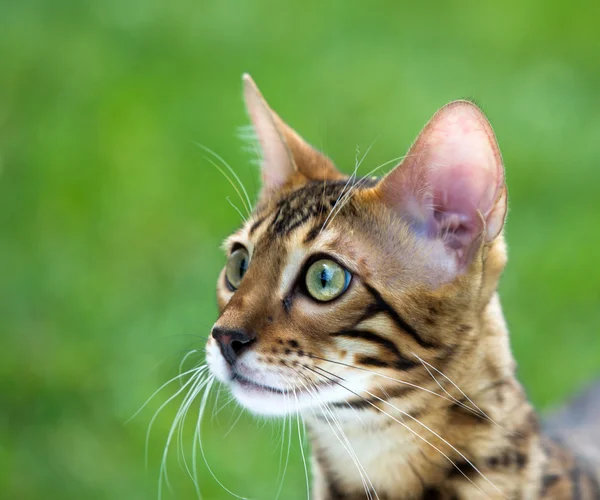 Cat on a lawn — Stock Photo, Image