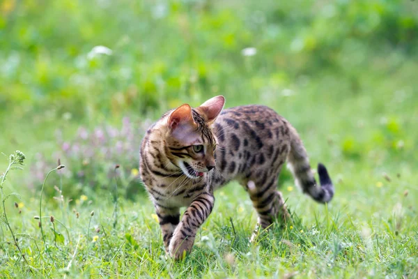 Katze auf dem Rasen — Stockfoto