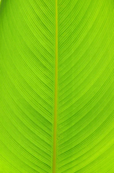 Leaf background — Stock Photo, Image