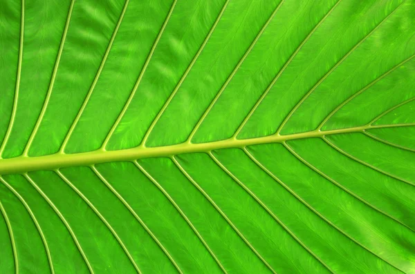 Leaf background — Stock Photo, Image